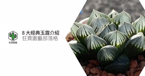 玉露植物|8 大經典玉露介紹，小孩子才做選擇，我全都要！ – 狂買園藝